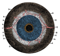Choroid Coat and Iris Educational Poster Print illustrating eye anatomy.