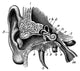 Ear Anatomy Poster Print illustrating human ear anatomy, vibrant educational poster.