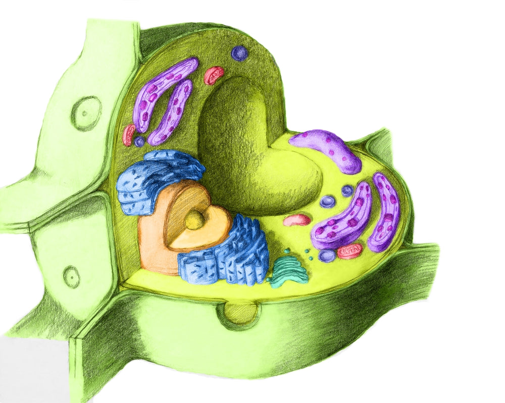 Plant Cell Poster Print by Spencer Sutton, educational wall art.