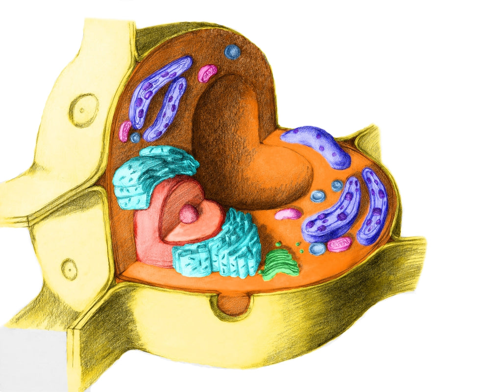 Plant Cell Poster Print by Spencer Sutton, vibrant educational illustration.