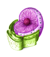Cell Nucleus Animal Poster Print by Spencer Sutton, featuring detailed cell structure.