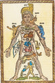 Zodiac Man 16th Century Poster Print showcasing astrological illustrations.