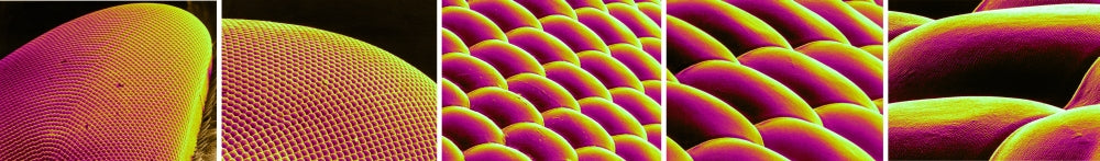Deer Fly Eye SEM Poster Print showcasing intricate details.