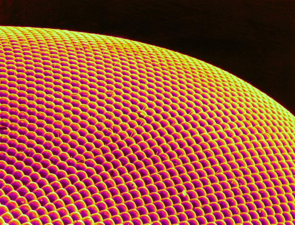Deer Fly Eye SEM Poster Print showcasing intricate details.
