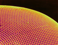 Deer Fly Eye SEM Poster Print showcasing intricate details.
