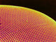 Deer Fly Eye SEM Poster Print showcasing intricate details.