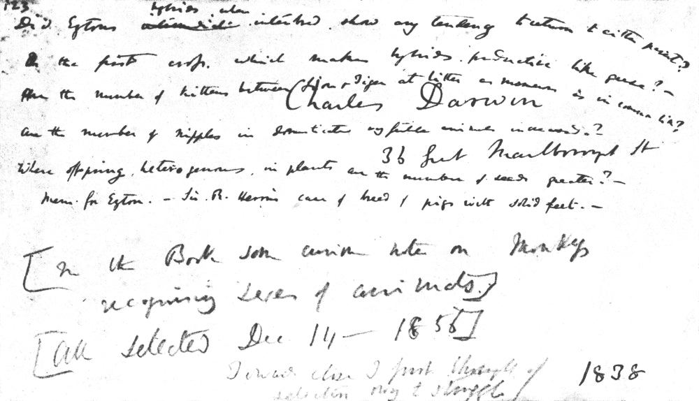 Page from Darwin's Notebooks Poster Print showcasing scientific illustrations.