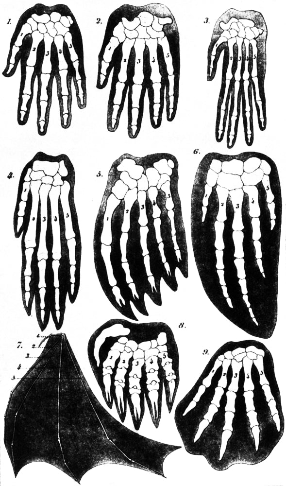 Vertebrate Mammal Forefeet Poster Print showcasing detailed illustrations of mammal forefeet.