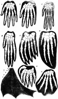 Vertebrate Mammal Forefeet Poster Print showcasing detailed illustrations of mammal forefeet.