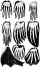 Vertebrate Mammal Forefeet Poster Print showcasing detailed illustrations of mammal forefeet.