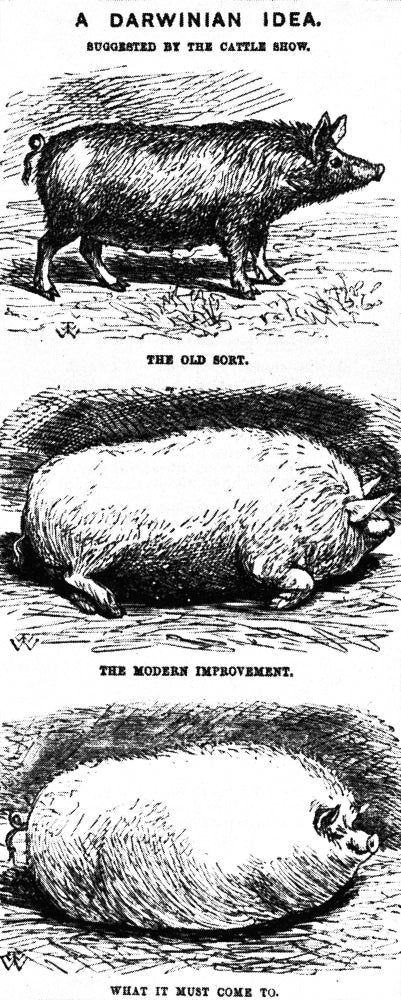 A Darwinian Idea 1865 Poster Print showcasing the concept of evolution.