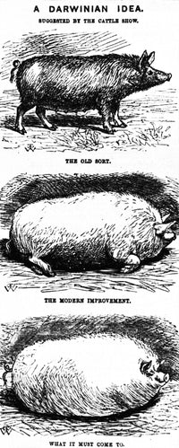 A Darwinian Idea 1865 Poster Print showcasing the concept of evolution.