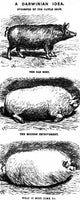 A Darwinian Idea 1865 Poster Print showcasing the concept of evolution.