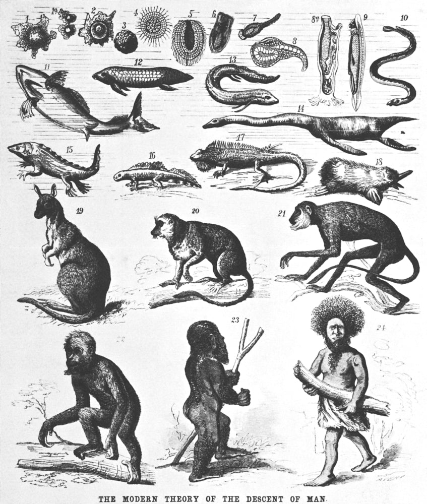 The Descent of Man poster print showcasing human evolution by Science Source