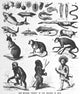 The Descent of Man poster print showcasing human evolution by Science Source