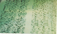 DNA Sequencing Gel Poster Print showcasing genetic sequencing process.