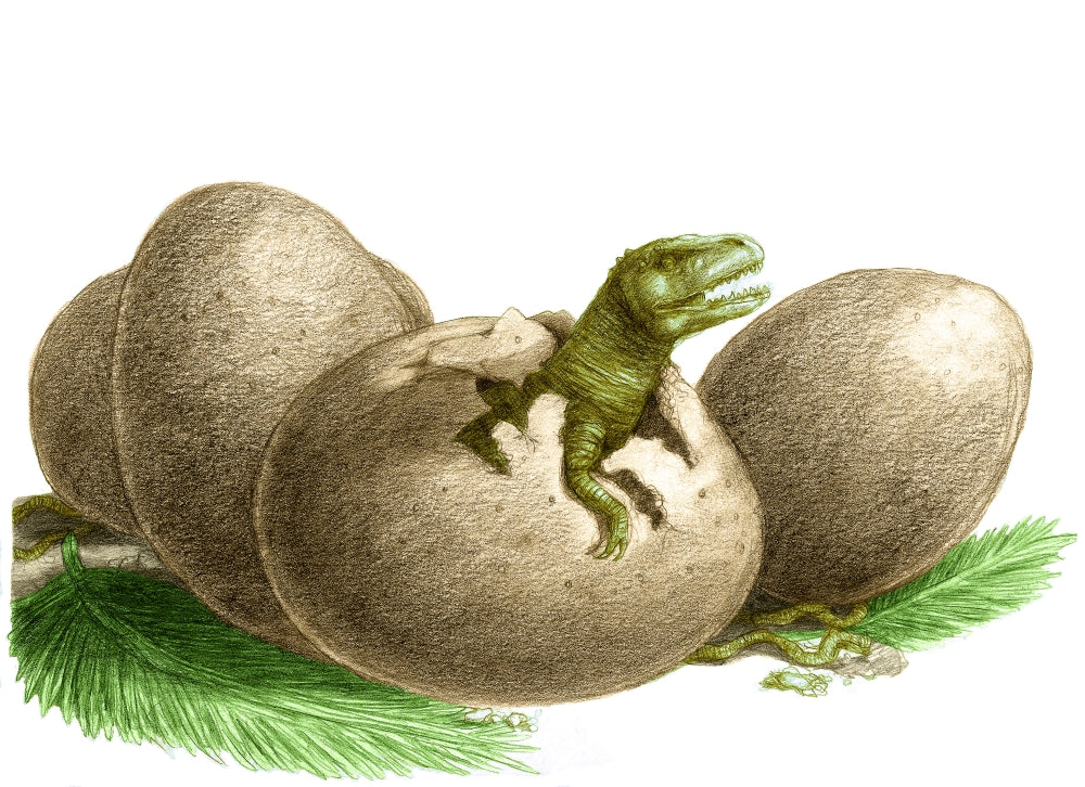 Dinosaur Egg Hatching Poster Print showcasing a dinosaur emerging from its egg.