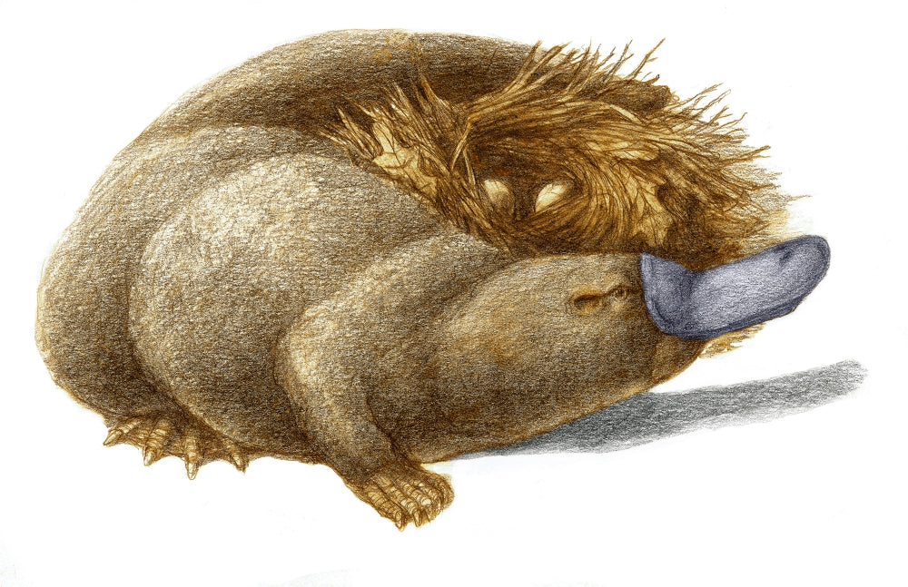 Duckbill Platypus Poster Print showcasing the unique wildlife.