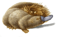 Duckbill Platypus Poster Print showcasing the unique wildlife.