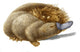 Duckbill Platypus Poster Print showcasing the unique wildlife.