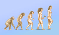 Human Evolution Poster Print illustrating key stages of human development.