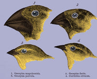 Galapagos Finches Poster Print showcasing vibrant colors and intricate details.