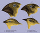 Galapagos Finches Poster Print showcasing vibrant colors and intricate details.