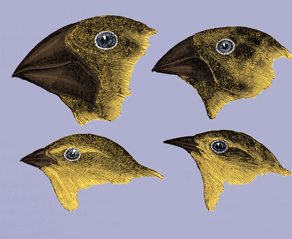 Galapagos Finches Poster Print showcasing beautiful birds in nature.