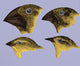 Galapagos Finches Poster Print showcasing beautiful birds in nature.
