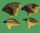Galapagos Finches Poster Print showcasing unique bird species.