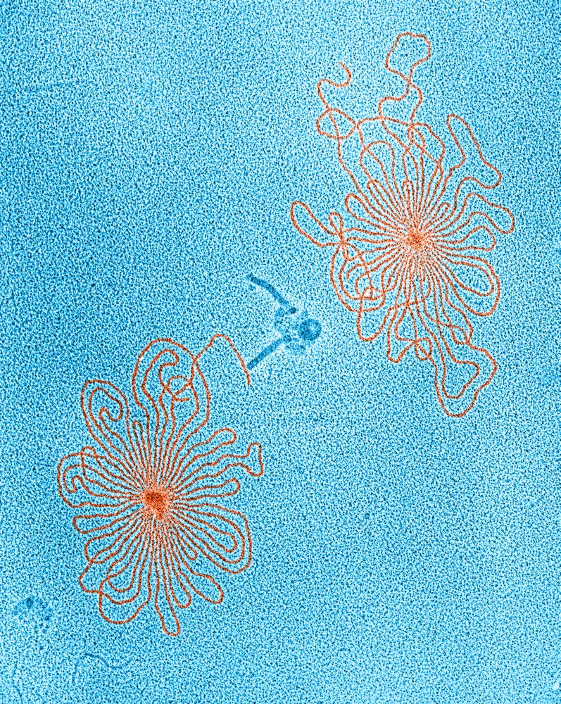 DNA of Lambda Wild Type Phages Poster Print illustrating molecular biology.