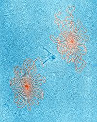 DNA of Lambda Wild Type Phages Poster Print illustrating molecular biology.