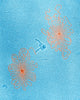 DNA of Lambda Wild Type Phages Poster Print illustrating molecular biology.