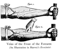 Plate from William Harvey's Exercitatio Poster Print showcasing historical anatomy.