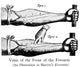 Plate from William Harvey's Exercitatio Poster Print showcasing historical anatomy.