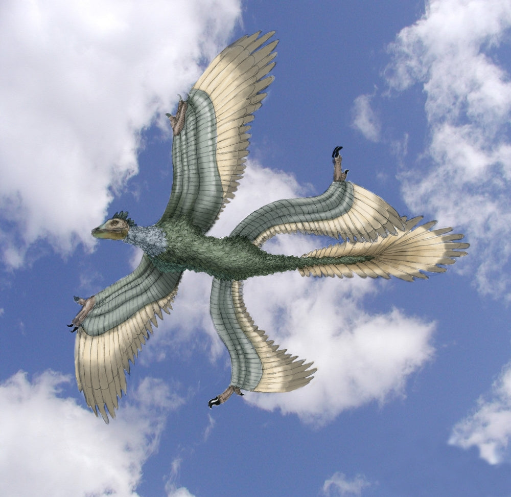 Microraptor Poster Print by Spencer Sutton showcasing a prehistoric dinosaur.