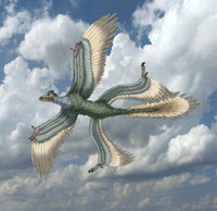 Microraptor Poster Print showcasing a vibrant feathered dinosaur illustration.