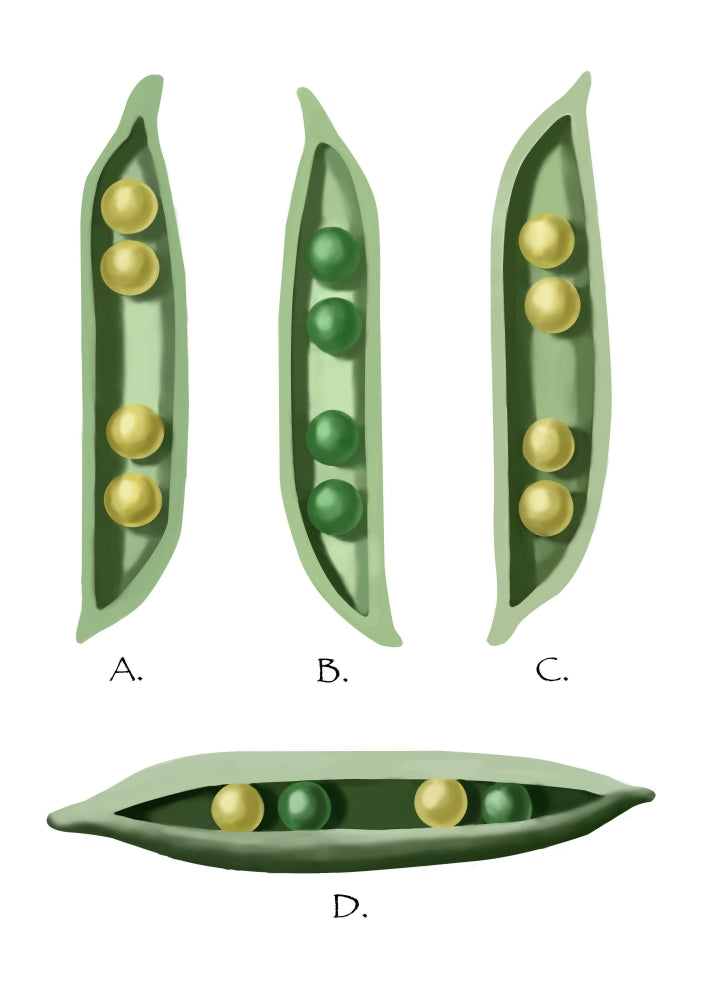 Mendel's Peas Poster Print by Spencer Sutton showcasing classic pea plant experiment