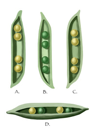 Mendel's Peas Poster Print by Spencer Sutton showcasing classic pea plant experiment