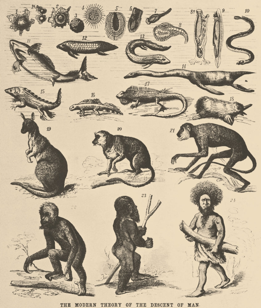The Descent of Man poster print by Science Source, featuring an illustration of human evolution.