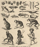The Descent of Man poster print by Science Source, featuring an illustration of human evolution.