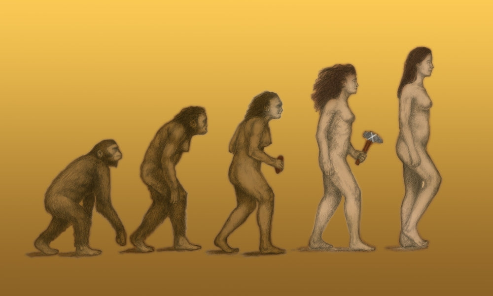 Human Evolution Poster Print showcasing stages of human development.