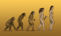 Human Evolution Poster Print showcasing stages of human development.