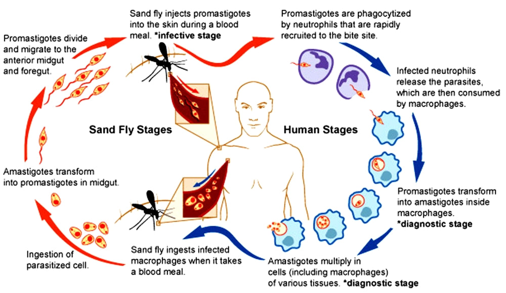 Leishmaniasis Life Cycle Educational Poster Print
