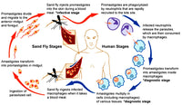 Leishmaniasis Life Cycle Educational Poster Print
