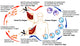 Leishmaniasis Life Cycle Educational Poster Print