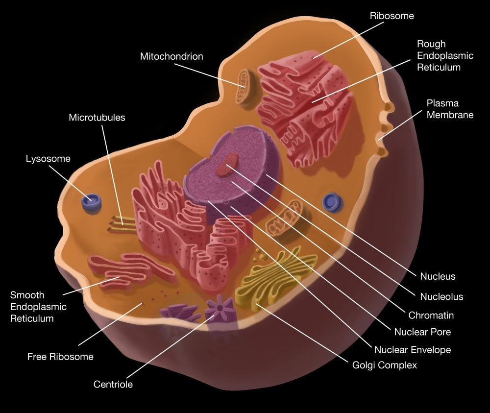 Animal Cell Educational Poster Print by Spencer Sutton