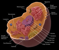 Animal Cell Educational Poster Print by Spencer Sutton