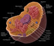 Animal Cell Educational Poster Print by Spencer Sutton