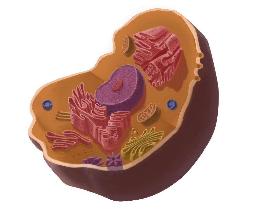 Animal Cell Poster Print showcasing detailed structure and functions.